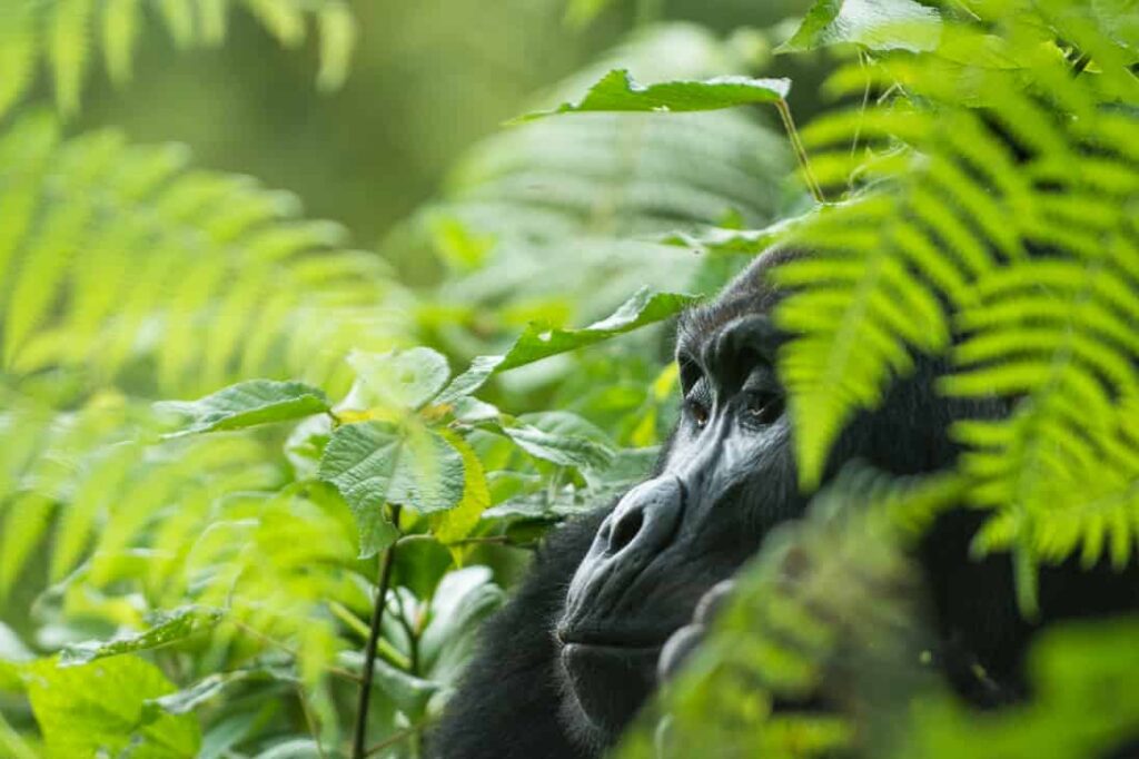 Hautnahes Gorilla Trekking im Bwindi Forest