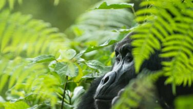 Hautnahes Gorilla Trekking im Bwindi Forest