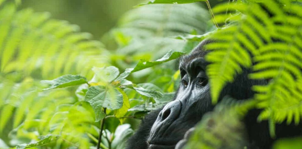 Hautnahes Gorilla Trekking im Bwindi Forest