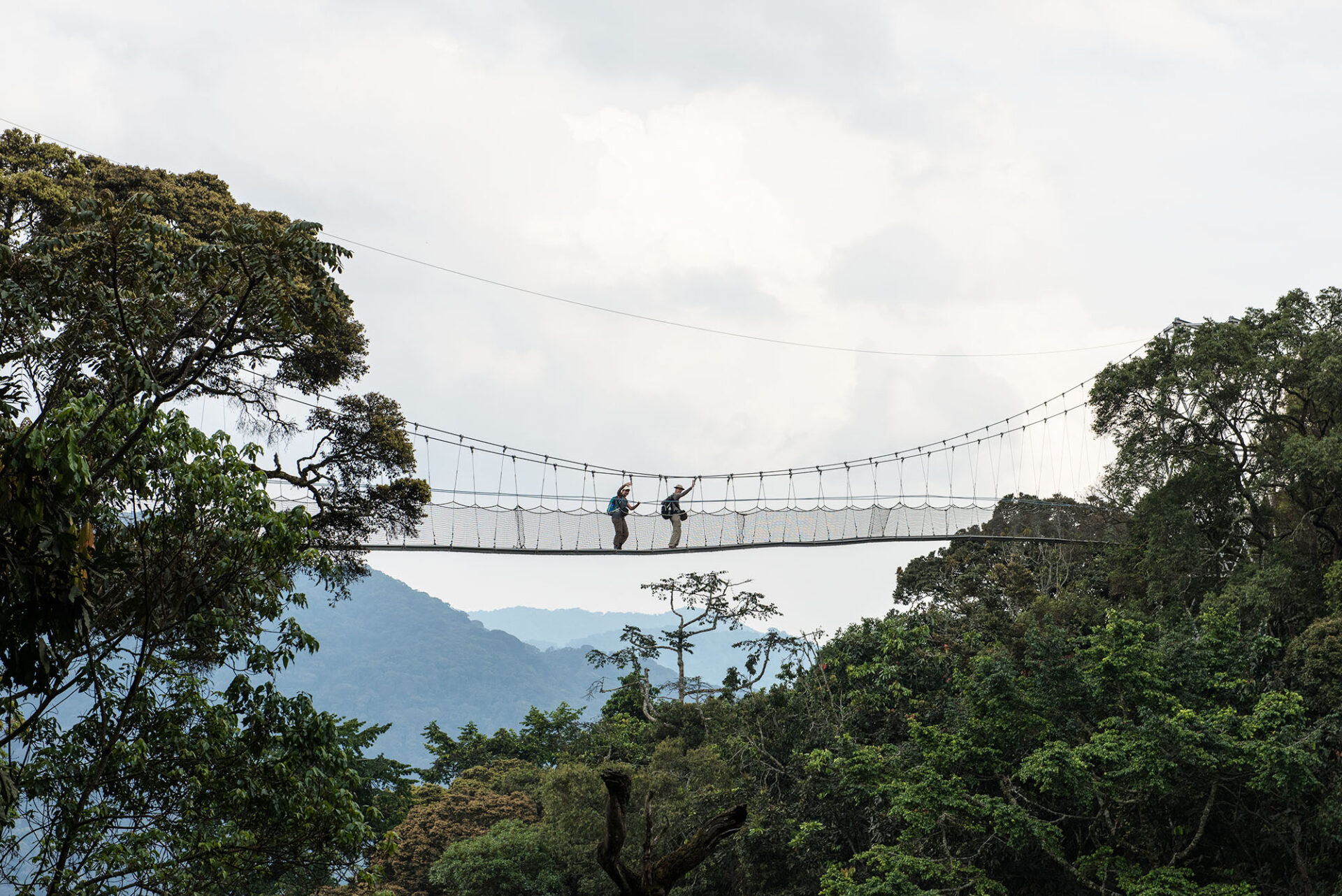 Baumkronenwanderung im Nyungwe Forest Nationalpark, Uganda