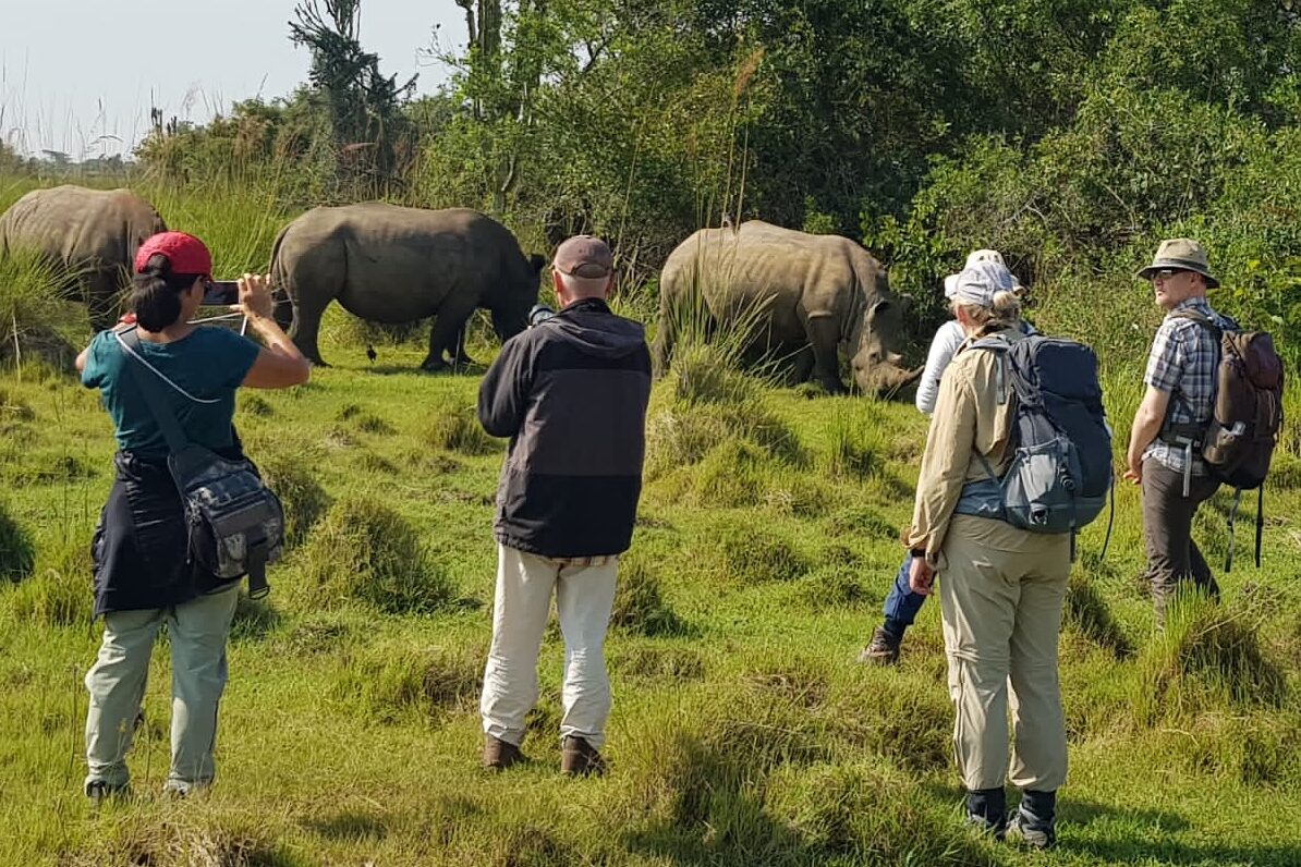 Nashörner im Ziwa Schutzgebiet in Uganda