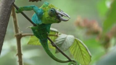 Erlebe das dreihornige Jackson Chamäleon auf der Wander Safari in Uganda