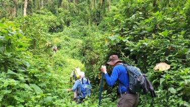 Dschungelwanderung im Bwindi Forest, Uganda – tief im dichten Regenwald voller beeindruckender Natur und Tierwelt.