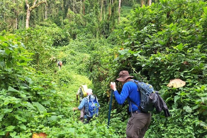 Dschungelwanderung im Bwindi Forest, Uganda – tief im dichten Regenwald voller beeindruckender Natur und Tierwelt.