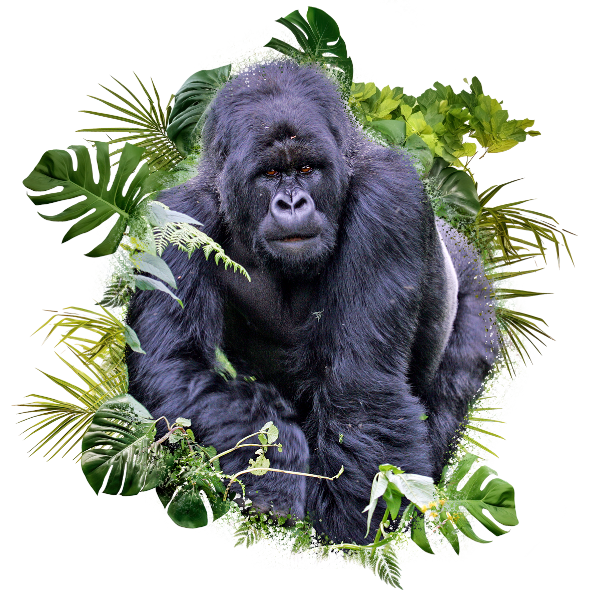 Gorilla Tracking in Uganda