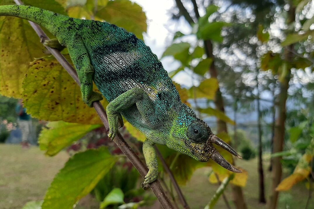 Jackson's Chamaeleon Artenvielfalt im Bwindi Forest Nationalpark