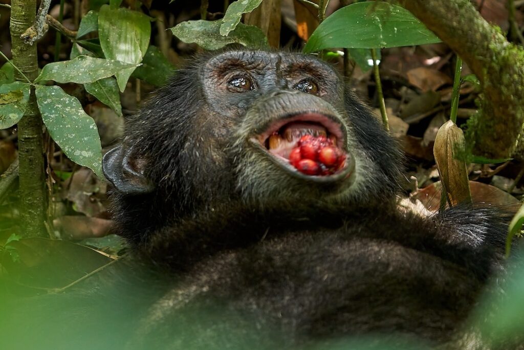 Die größte Schimpansenpopulation in Uganda lebt im Kibale Nationalpark