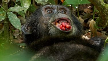 Die größte Schimpansenpopulation in Uganda lebt im Kibale Nationalpark