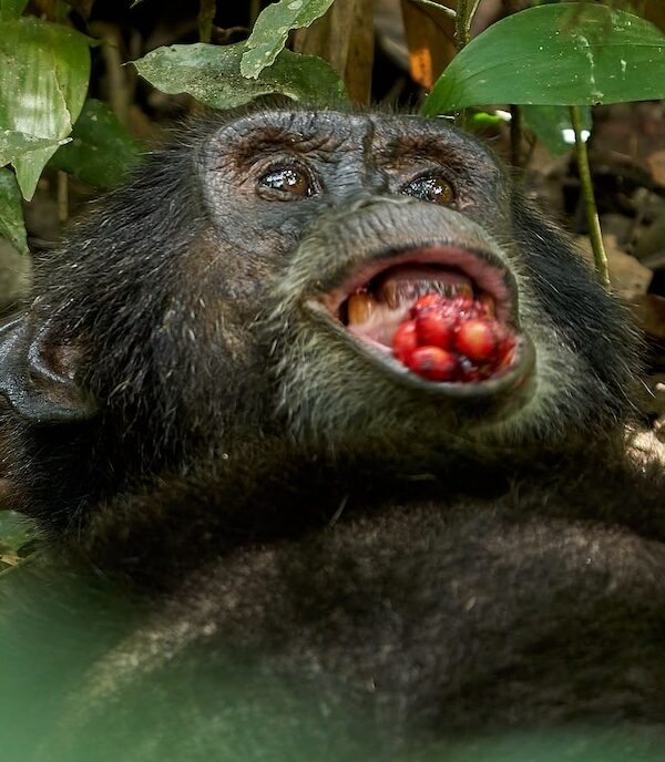 Die größte Schimpansenpopulation in Uganda lebt im Kibale Nationalpark