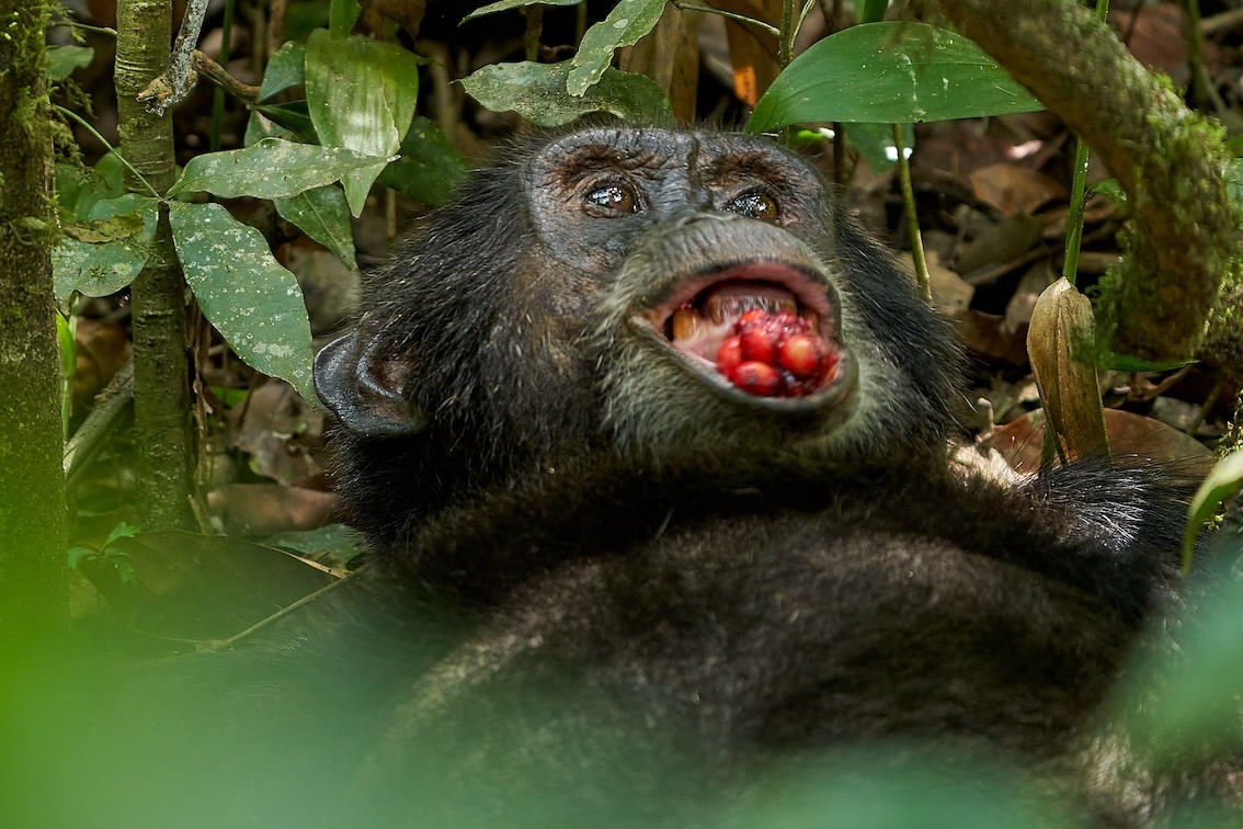 Die größte Schimpansenpopulation in Uganda lebt im Kibale Nationalpark