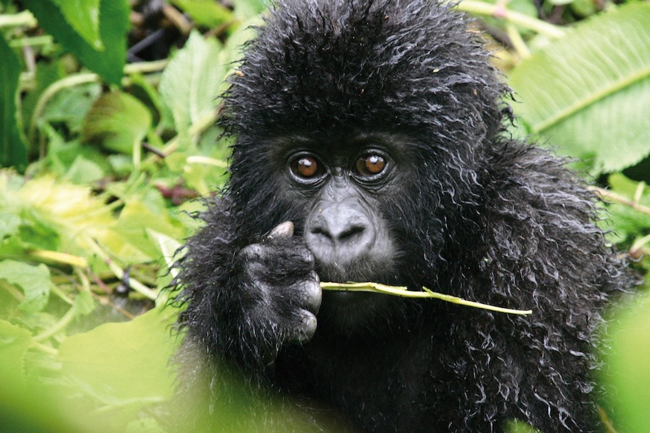 Gorilla Babies sind bei Touristen besonders beliebt