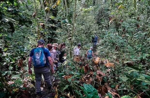 Spannendes Schimpansen Trekking im Kibale Forest Nationalpark