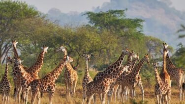 Giraffenherden im Kidepo Nationalpark sind relativ häufig anzutreffen