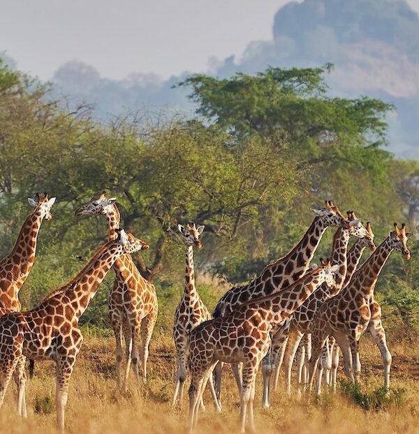 Giraffenherden im Kidepo Nationalpark sind relativ häufig anzutreffen