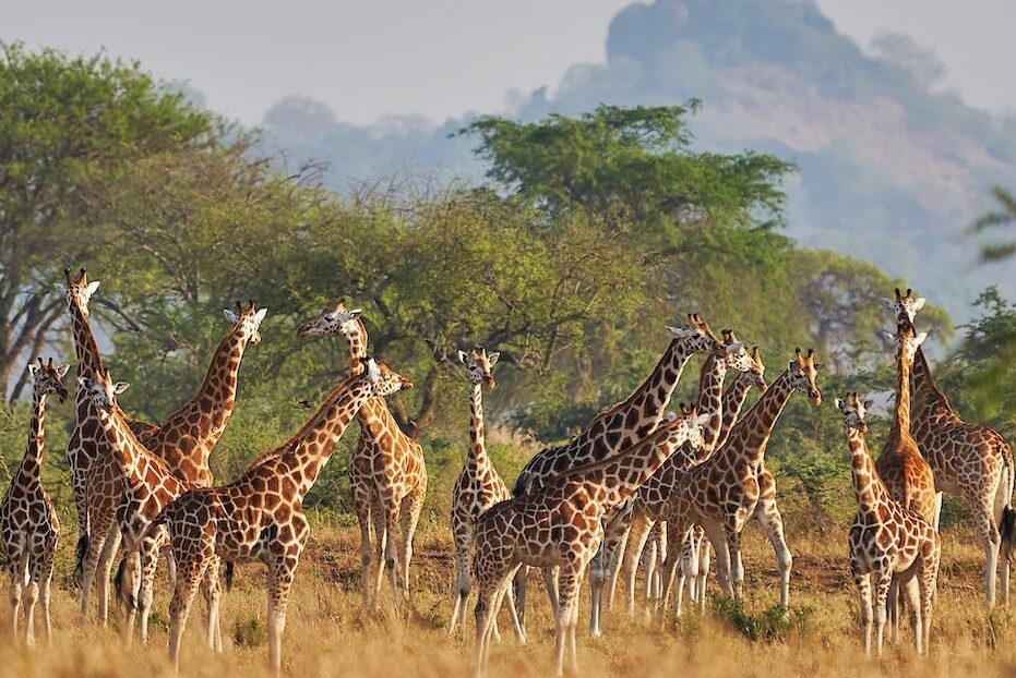 Giraffenherden im Kidepo Nationalpark sind relativ häufig anzutreffen