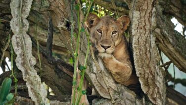 Baumkletternder Löwe in Euphorbia im Queen Elizabeth Nationalpark