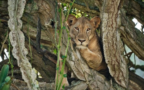 Baumkletternder Löwe in Euphorbia im Queen Elizabeth Nationalpark