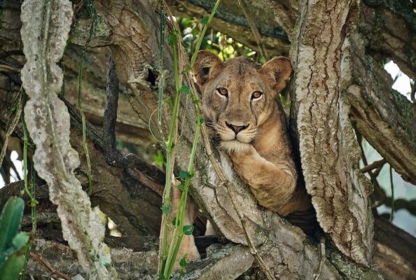 Baumkletternder Löwe in Euphorbia im Queen Elizabeth Nationalpark