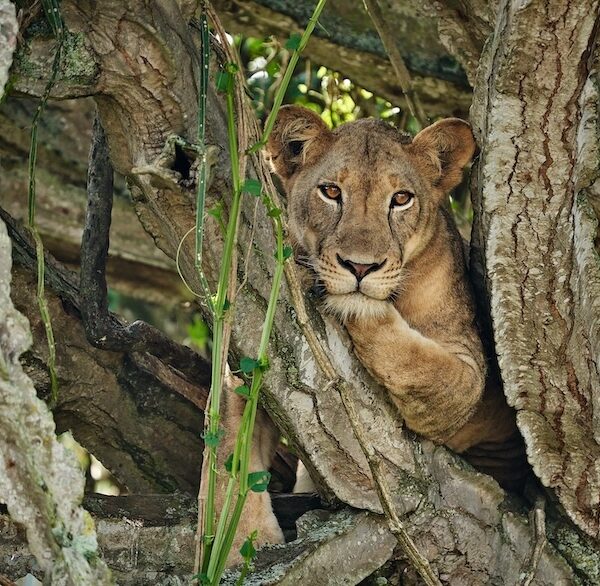 Baumkletternder Löwe in Euphorbia im Queen Elizabeth Nationalpark