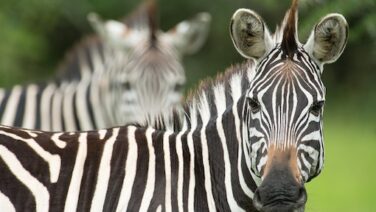 Große Zebraherden bevölkern den Mburo Nationalpark