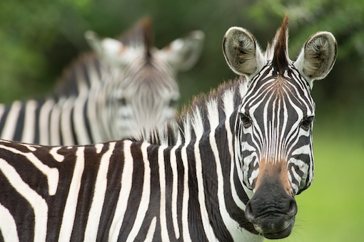 Große Zebraherden bevölkern den Mburo Nationalpark