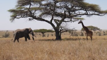 Safari und Wander im Murchison Falls Nationalpark