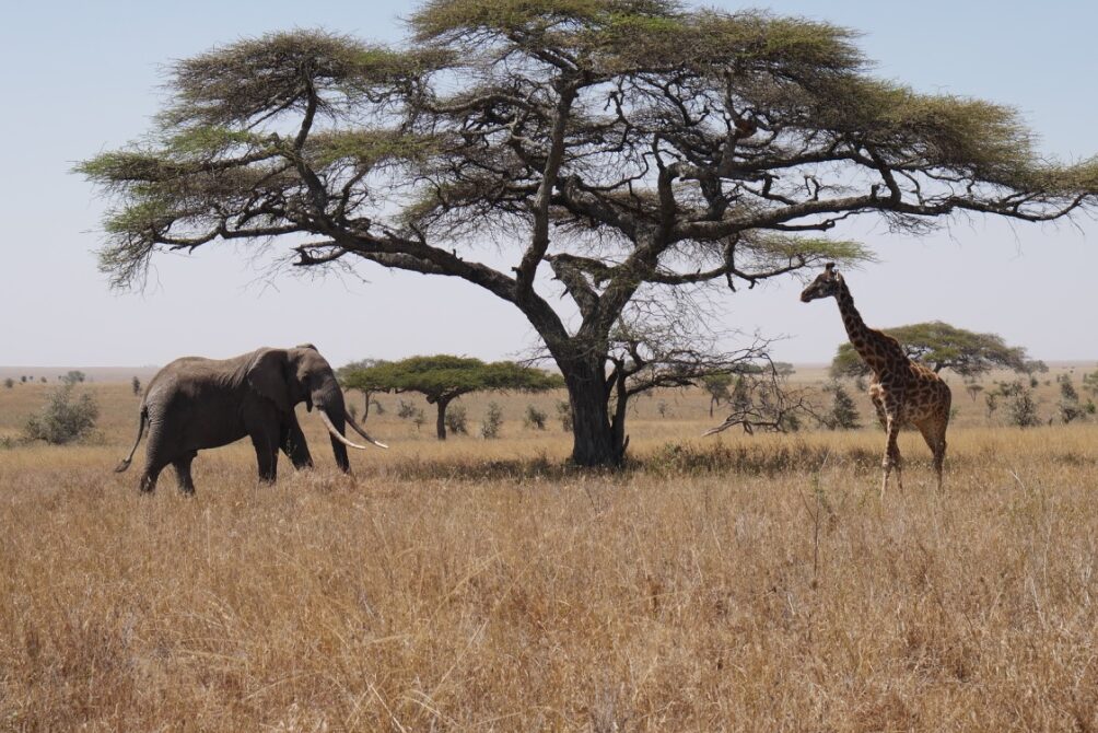 Safari und Wander im Murchison Falls Nationalpark