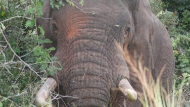 Elefanten sind im Murchison Nationalpark omnipräsent