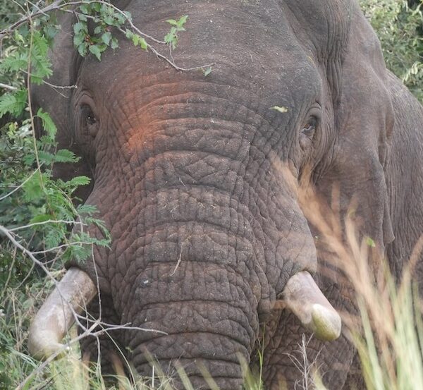 Elefanten sind im Murchison Nationalpark omnipräsent