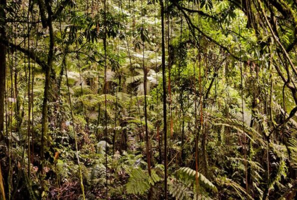 Der Nyungwe Forest Nationalpark hat die größte Artenvielfalt aller Nationalparks in Afrika