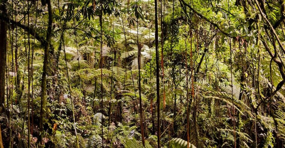 Der Nyungwe Forest Nationalpark hat die größte Artenvielfalt aller Nationalparks in Afrika