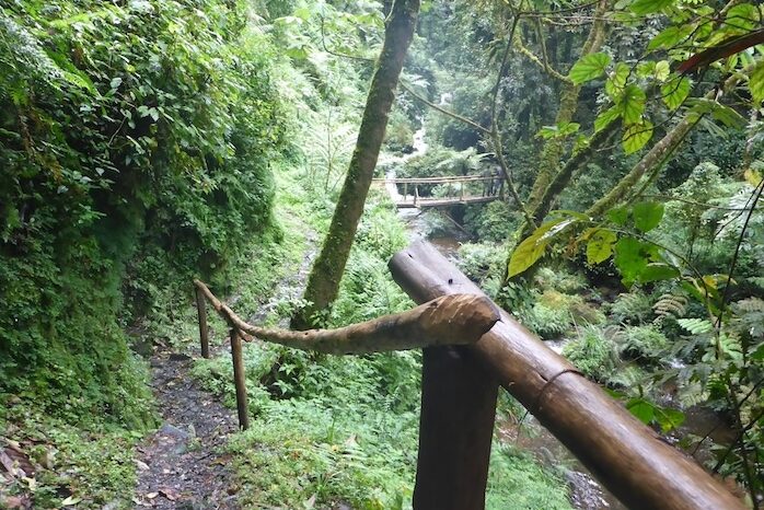 Der Isumo Trail im Nyingwe Forest Nationalpark