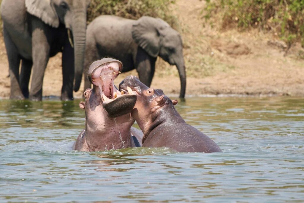 Tierwelt am Kazinga Kanal Queen Elizabeth Nationalpark