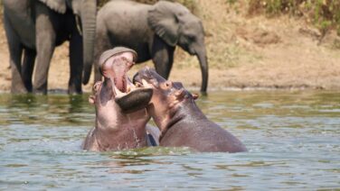 Tierwelt am Kazinga Kanal Queen Elizabeth Nationalpark