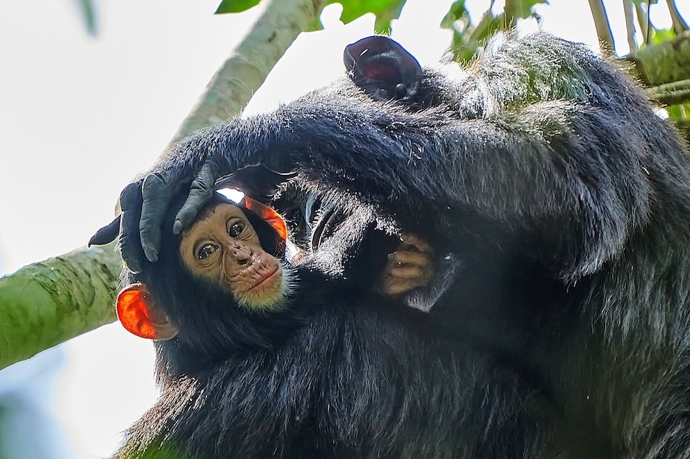 Schimpansenbaby in der Kyamboura Schlucht im Queen Elizabeth Nationalpark