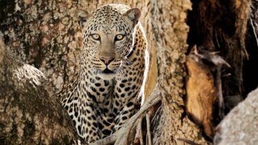 Leopard of Jagd imQueen Elizabeth Nationalpark