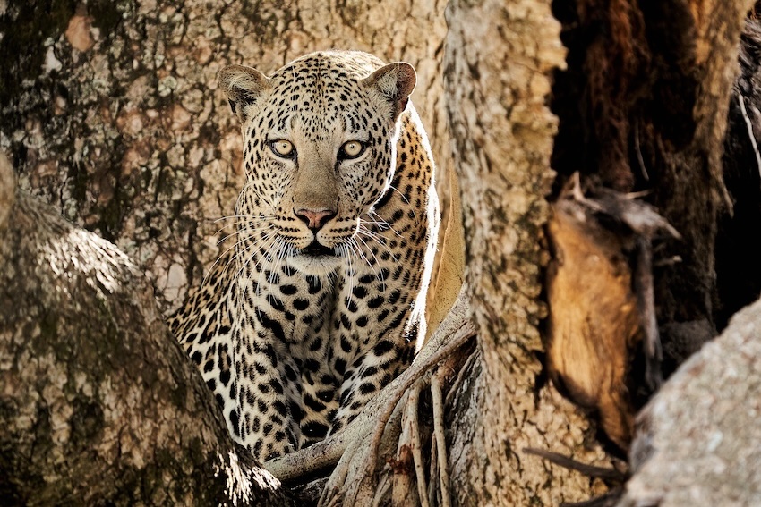 Leopard of Jagd imQueen Elizabeth Nationalpark