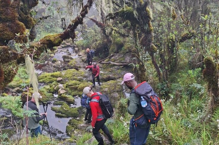 Im Rwenzori Nationalpark führen die Wege häufig entlang einem feuchten Tal