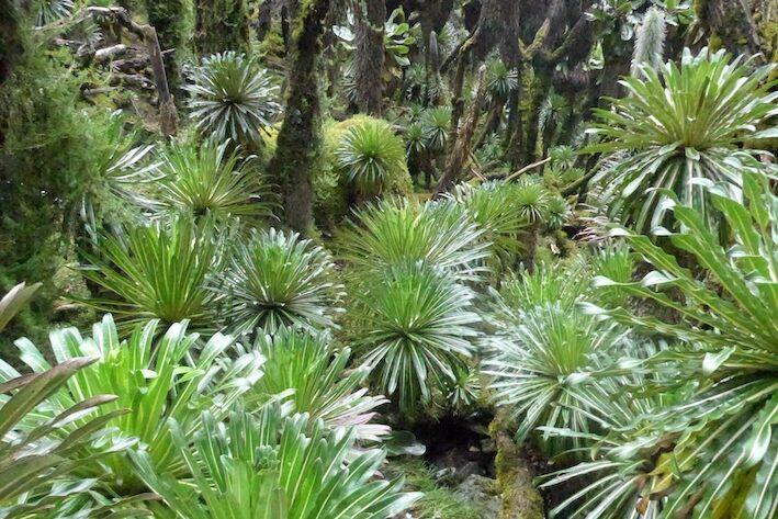 Lobelienwald im Rwenzori Nationalpark