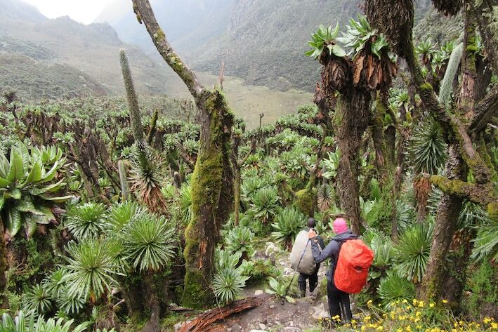 Lobelienwälder säumen den Pfad im Rwenzori Nationalpark