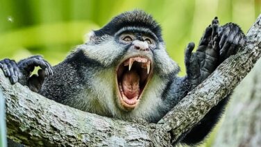 Schreiender Affe