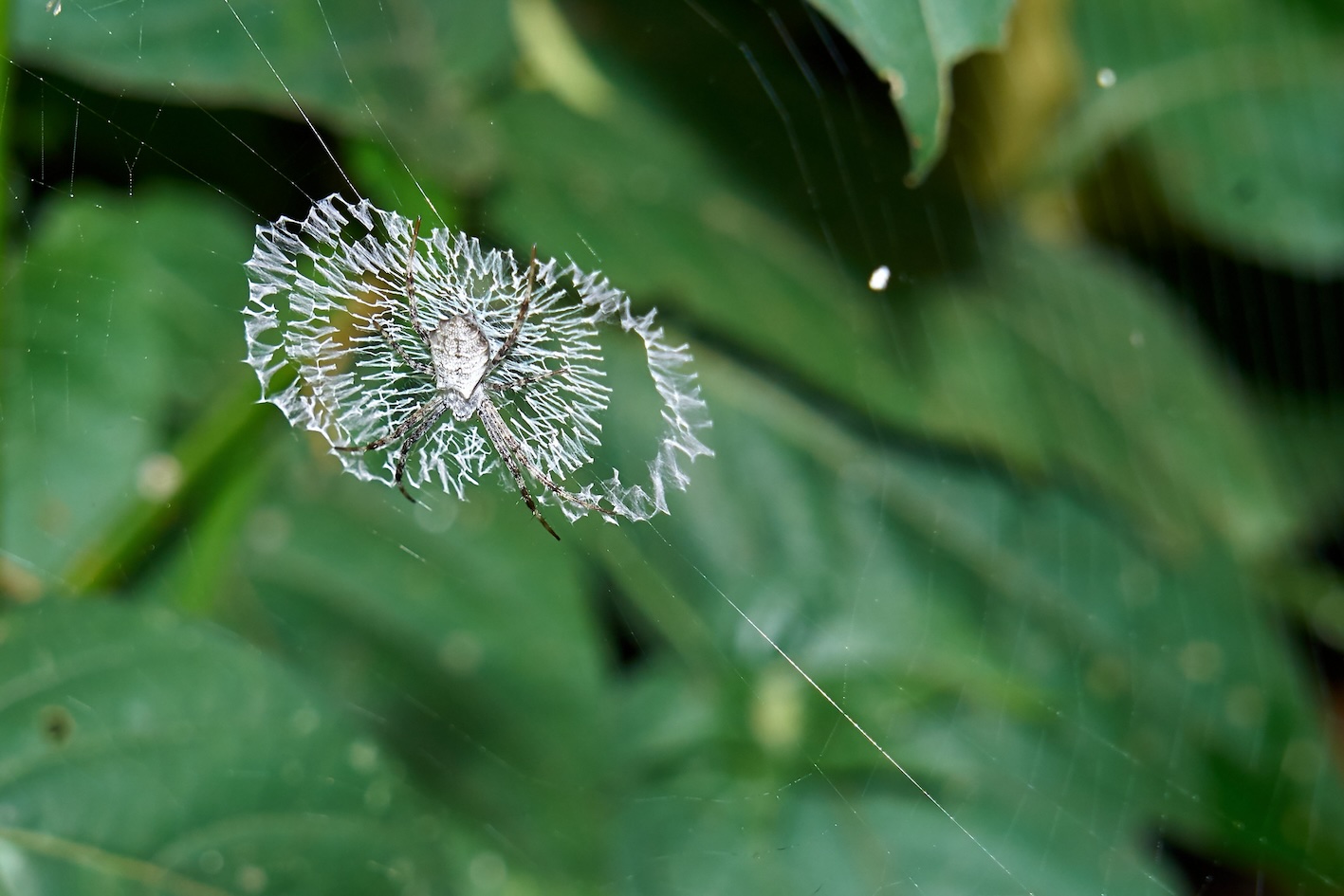 Spinne Artenvielfalt im Bwindi Forest