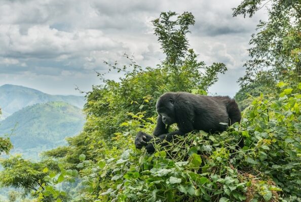 Gorilla Trekking im Bwindi Forest