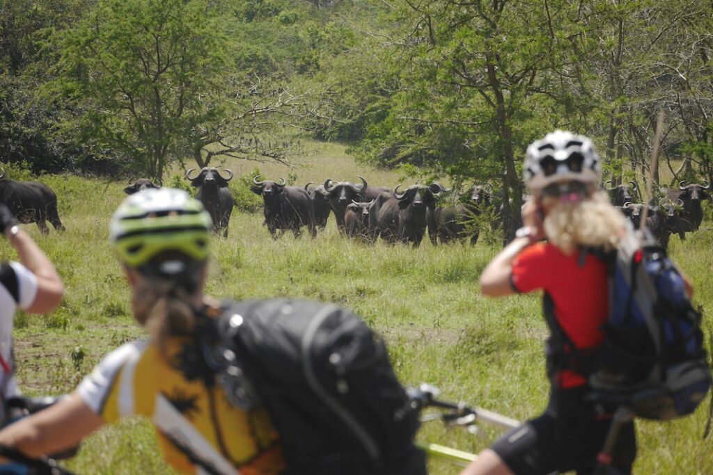 Auf Mburo Büffel Safari mit eBike Mountainbike