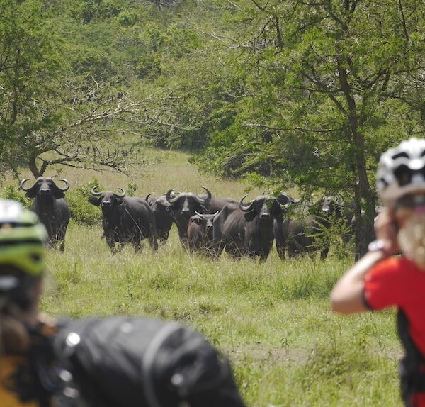 Auf Mburo Büffel Safari mit eBike Mountainbike