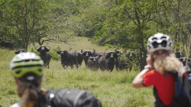 Auf Mburo Büffel Safari mit eBike Mountainbike