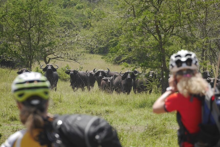 Auf Mburo Büffel Safari mit eBike Mountainbike