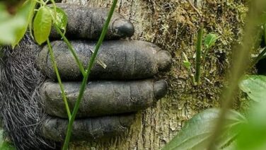 Gorilla Tracking im Bwindi Forest Nationalpark ist sehr spannend
