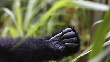 Gorilla Trekking im Bwindi Forest Nationalpark ausgestreckter Arm