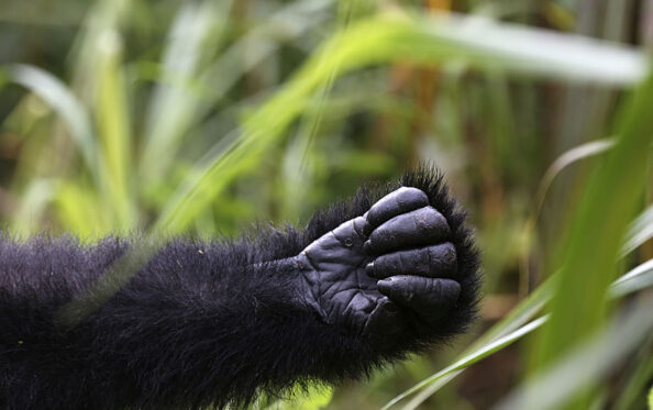 Gorilla Trekking im Bwindi Forest Nationalpark ausgestreckter Arm